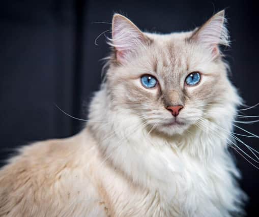 Here are the world's 10 most popular cat breeds. Cr. Getty Images/Canva Pro.