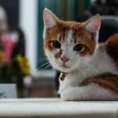 Here are the 10 cat breeds that are the most popular on the globe. Cr: Getty Images/Canva Pro