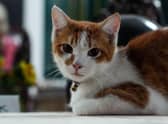 Here are the 10 cat breeds that are the most popular on the globe. Cr: Getty Images/Canva Pro