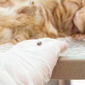 Summer is the time of year when ticks are most likely to be a problem for your four-legged friend.