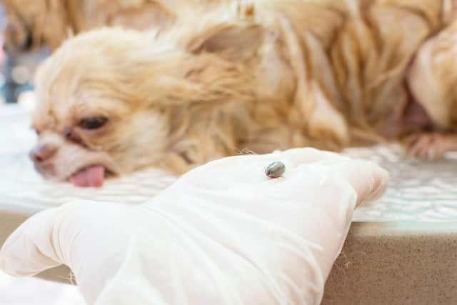 Summer is the time of year when ticks are most likely to be a problem for your four-legged friend.