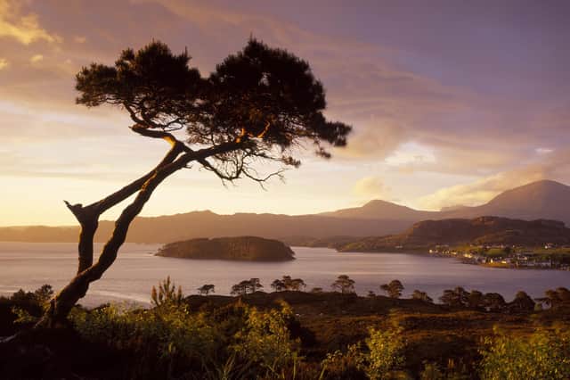 Shieldaig Island is almost entirely covered in Scots pine, thought to have been planted over 100 years ago to provide poles for drying the nets of local fishermen. Picture: The Travel Library/Shutterstock