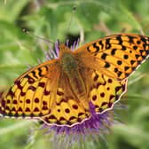 The dark green fritillary is one of the butterfly species present at the Ayrshire site. Picture: Iain Hamlin
