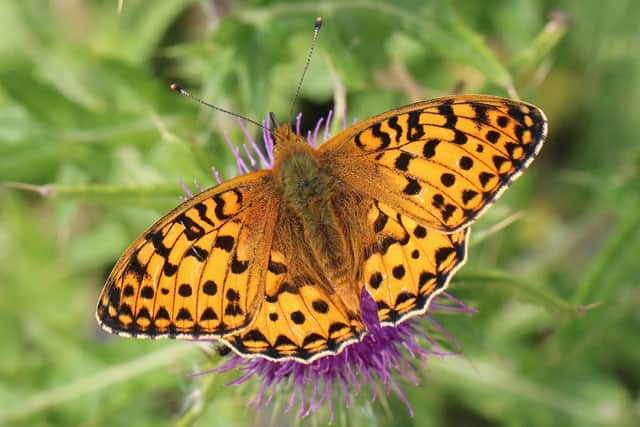 The dark green fritillary is one of the butterfly species present at the Ayrshire site. Picture: Iain Hamlin
