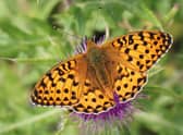 The dark green fritillary is one of the butterfly species present at the Ayrshire site. Picture: Iain Hamlin