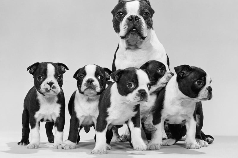 Boston Terriers are a small breed with a big love for socialising. They adore being around people and other dogs - as long as their new friends are happy to play with them.