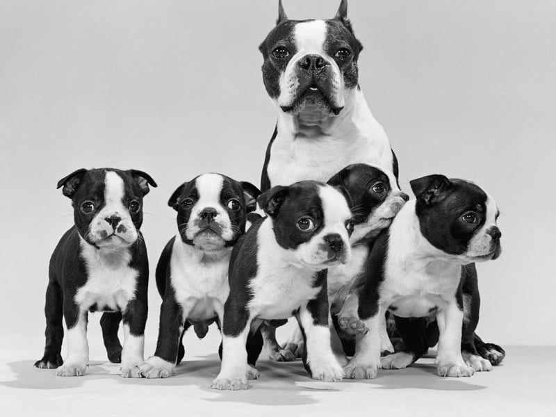 Boston Terriers are a small breed with a big love for socialising. They adore being around people and other dogs - as long as their new friends are happy to play with them.