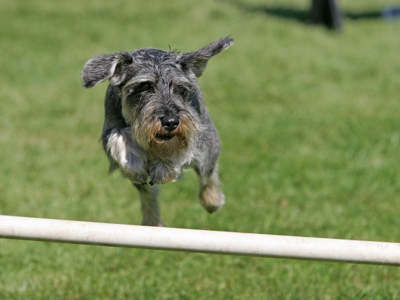 Ruby completes the top 10 most common Miniature Schnauzer names. From the precious gemstone of the same name, it simply means 'red'.