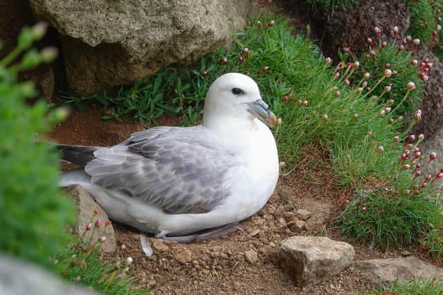 Fulmars have a longstanding connection to St Kilda's cultural history but recent data shows they are declining at a fast rate (pic: NTS)