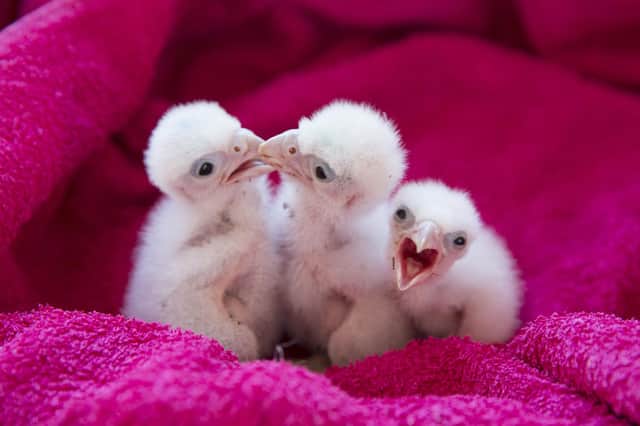 Baby peregrine falcons like these seem to do quite well on the top of Torness nuclear power station (Picture: Dan Kitwood/Getty Images)