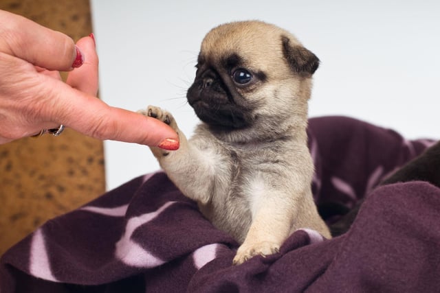 Coming from the flower of the same name and signifying 'purity', Lily has proven popular with Scotland's pet owners this year. Lily is also the name of a dog in a series of children's books by author W. Bruce Cameron.