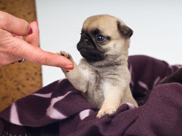 Coming from the flower of the same name and signifying 'purity', Lily has proven popular with Scotland's pet owners this year. Lily is also the name of a dog in a series of children's books by author W. Bruce Cameron.