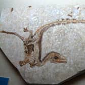 Discovering the original colour of the Sinosauropteryx was a breakthrough for palaeontology