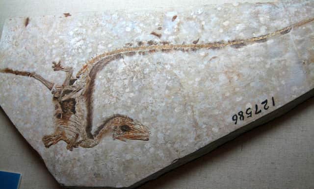 Discovering the original colour of the Sinosauropteryx was a breakthrough for palaeontology