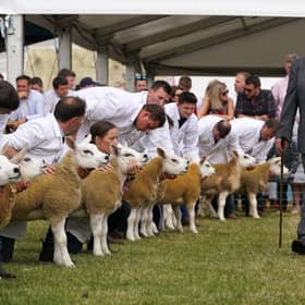 Texel sheep in the judging ring at the Royal Highland Show in Ingliston.Picture: Andrew Milligan/PA Wire