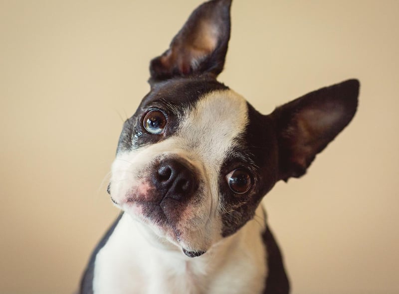 The Boston Terrier shouldn't take must convincing to pop out for the toilet. Any lingering stubborness can be sorted out with treats.
