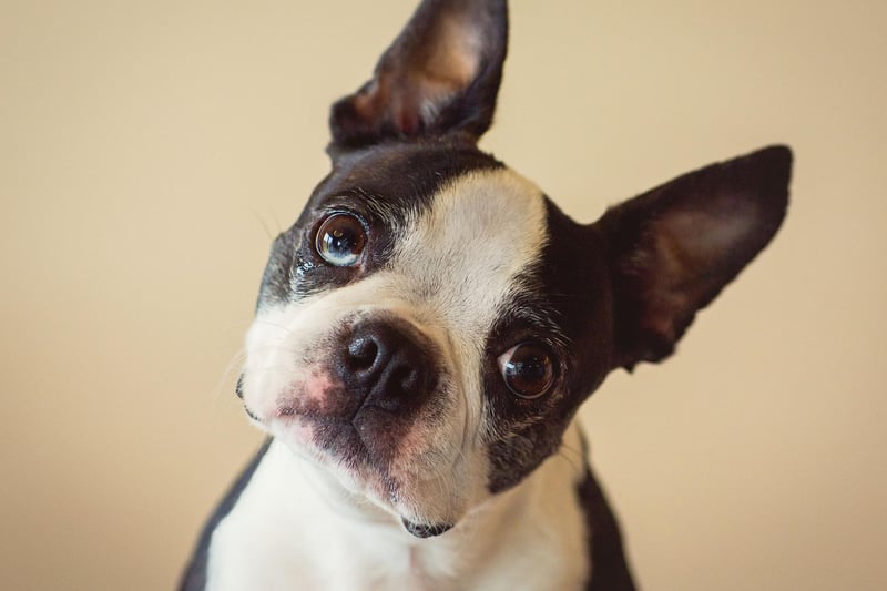 The Boston Terrier shouldn't take must convincing to pop out for the toilet. Any lingering stubborness can be sorted out with treats.