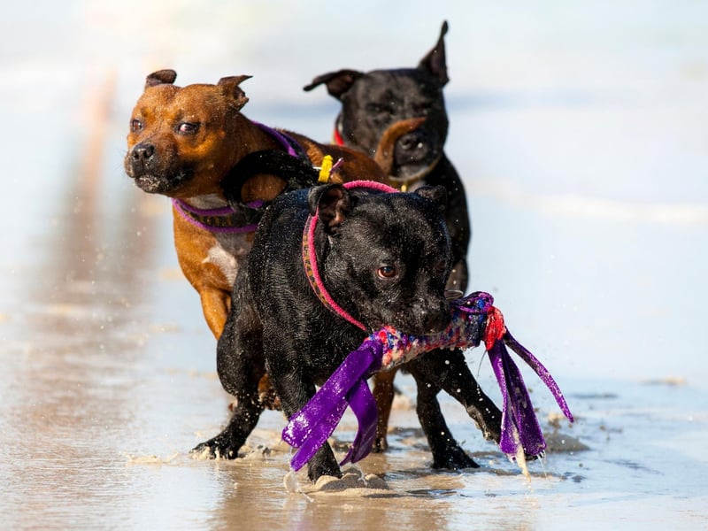 Staffordshire Bull Terriers get on famously with children - another reason they make such a good family pet. They are often nicknamed 'Nanny Dogs' due to their habit of looking after and playing with youngsters.