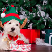 Will there be presents under the tree for your pet pup this Christmas?