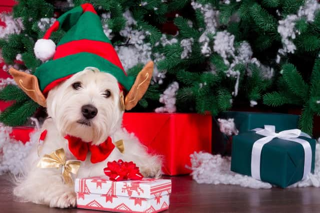 Will there be presents under the tree for your pet pup this Christmas?