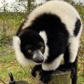 This black-and-white lemur was one of 14 at Blair Drummond Safari Park which were part of the innovative research project examining how interactive technology can be used to enrich the lives of captive animals. Picture: University of Glasgow