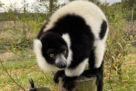 This black-and-white lemur was one of 14 at Blair Drummond Safari Park which were part of the innovative research project examining how interactive technology can be used to enrich the lives of captive animals. Picture: University of Glasgow