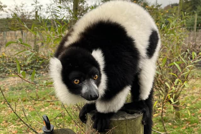 This black-and-white lemur was one of 14 at Blair Drummond Safari Park which were part of the innovative research project examining how interactive technology can be used to enrich the lives of captive animals. Picture: University of Glasgow