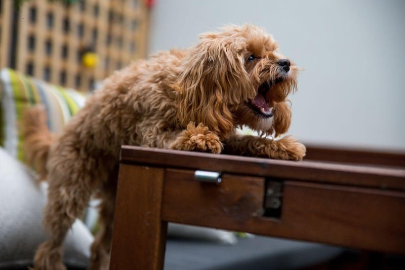 The Yorkshire Terrier, or Yorkie, is another small dog that can make a big noise. There are very few occasions that do not warrant a spirited barking notification.