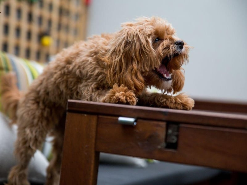 The Yorkshire Terrier, or Yorkie, is another small dog that can make a big noise. There are very few occasions that do not warrant a spirited barking notification.