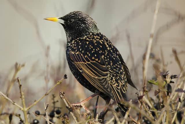 Starling was one of the most common counted species on farmland in the UK overall 