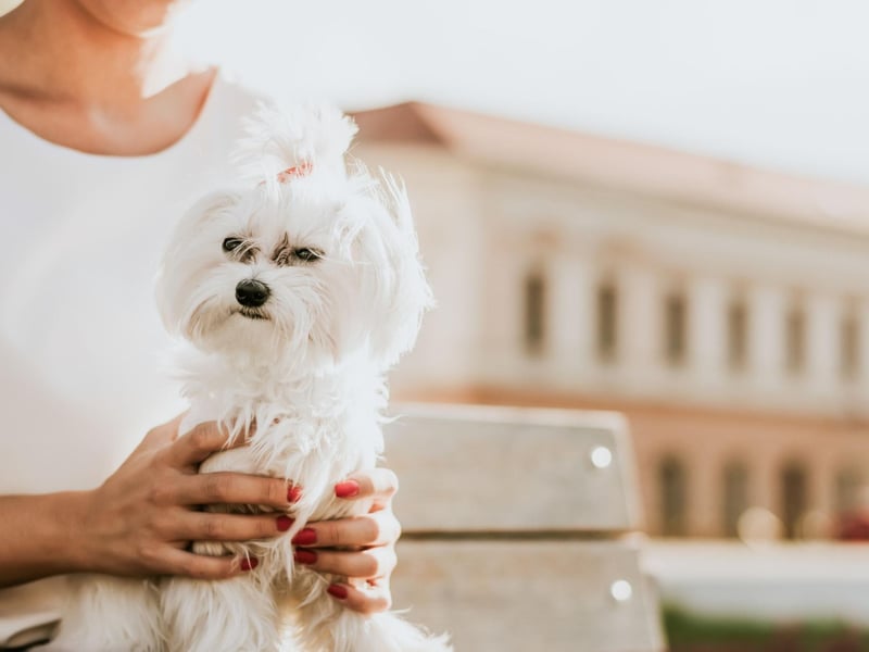 The Maltese has been a beloved companion dog for centuries - the ancient Greeks and Romans were even known to build dedicated tombs for their departed pets. They will happily curl up on your lap for hours.