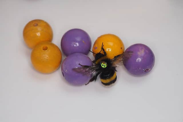 Bumble bees rolling balls for enjoyment as researchers have, for the first time, observed insects interact with inanimate objects as a form of play. Picture: Richard Rickitt/PA Wire