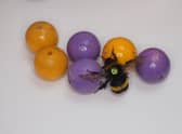 Bumble bees rolling balls for enjoyment as researchers have, for the first time, observed insects interact with inanimate objects as a form of play. Picture: Richard Rickitt/PA Wire