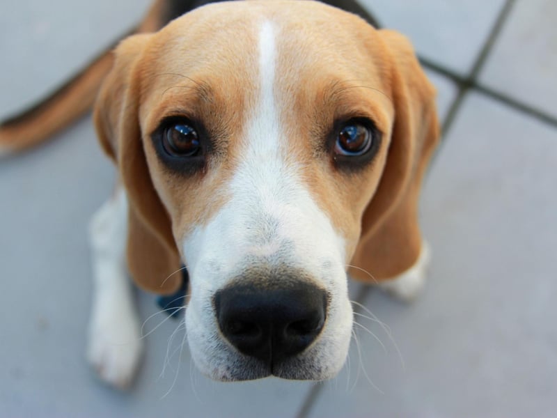 Moving on to the lowest maintenance dogs - and starting with one of the cutest. Originally bred for hunting hare, the Beagle needs very little grooming to keep them neat and tidy. They do shed hair, but a weekly brush is usually more than enough when it comes to pampering.