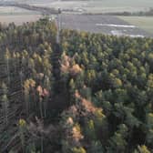 Storm Arwen, one of the most severe storms ever to hit the UK, left a trail of destruction across Scotland -- this forest in Aberdeenshire was one of those which suffered extensive damage