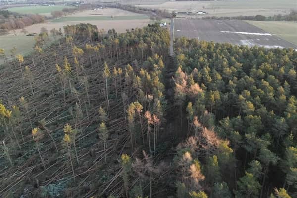 Storm Arwen, one of the most severe storms ever to hit the UK, left a trail of destruction across Scotland -- this forest in Aberdeenshire was one of those which suffered extensive damage