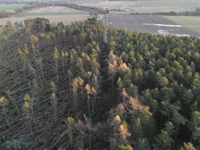 Storm Arwen, one of the most severe storms ever to hit the UK, left a trail of destruction across Scotland -- this forest in Aberdeenshire was one of those which suffered extensive damage