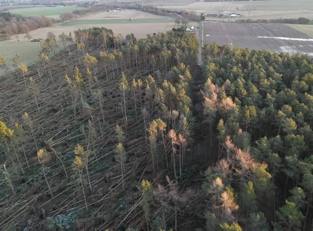 Storm Arwen, one of the most severe storms ever to hit the UK, left a trail of destruction across Scotland -- this forest in Aberdeenshire was one of those which suffered extensive damage
