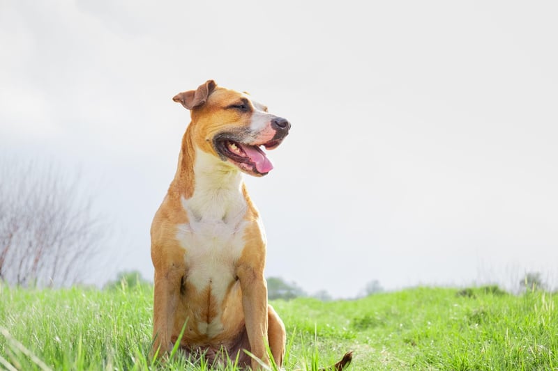 It tends to be the case that a hungry dog is a healthy dog and one of the first signs of many health issues is a lack of appetite - unless your pooch is a naturally fussy eater. The exceptions are diabetes and disorders of the thyroid and adrenal glands that can cause dramatically increased hunger and thirst.