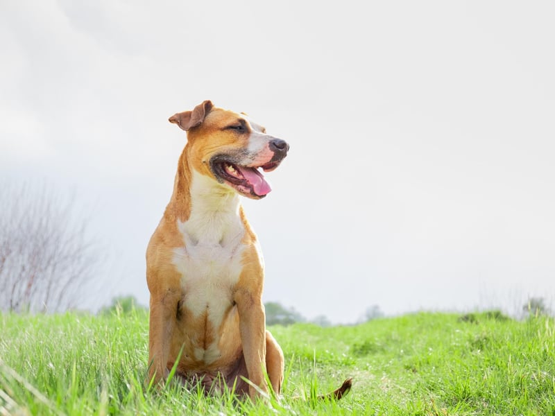 It tends to be the case that a hungry dog is a healthy dog and one of the first signs of many health issues is a lack of appetite - unless your pooch is a naturally fussy eater. The exceptions are diabetes and disorders of the thyroid and adrenal glands that can cause dramatically increased hunger and thirst.