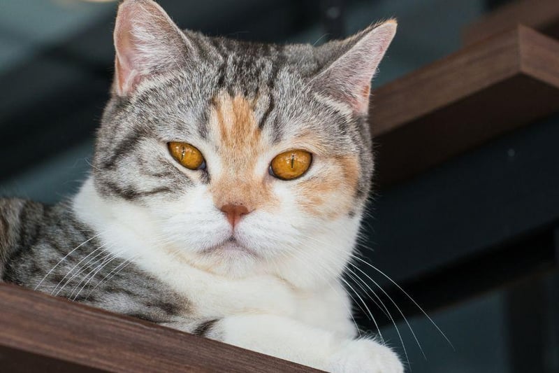 This New York born cat breed has grown in popularity of late. It was originally bred to keep rodents out of the home, according to reports.