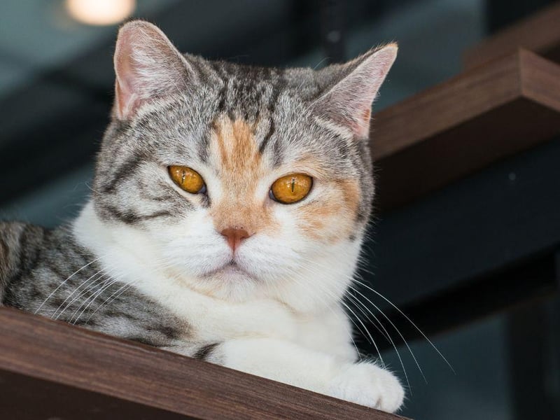 This New York born cat breed has grown in popularity of late. It was originally bred to keep rodents out of the home, according to reports.