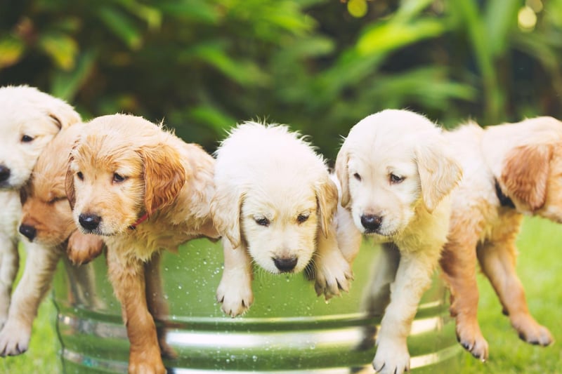 Here are 10 fun and fascinating dog facts about adorable Golden