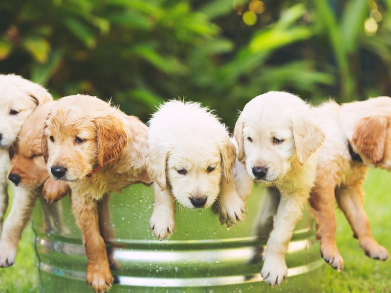 Most Golden Retriever owners will agree that their pets behave like puppies well into adulthood. There's a scientific reason for this - Golden Retrievers mature more slowly than most breeds of dog.