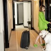 Growing numbers of hotels are now welcoming four-legged friends as standard - or for a small extra charge to cover cleaning.