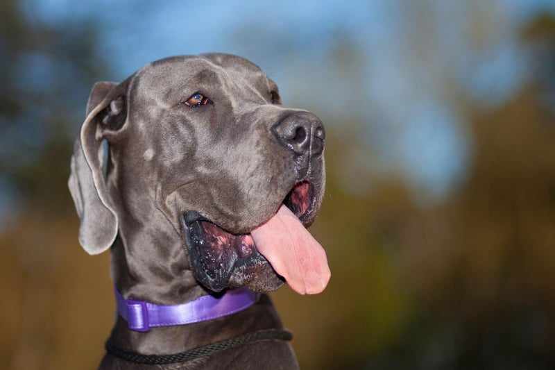 The magestic Great Dane may not quite be the largest dog in the world but it is the tallest. The Guinness Book of Records include a Great Dane called Zeus who stood an amazing 44 inches from the ground. They may be huge but are known for being loving and playful.