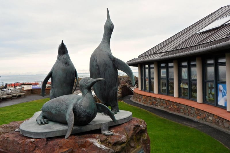The Scottish Seabird Centre defines itself as “a conservation and education charity with a 5-star visitor centre, in the beautiful coastal town of North Berwick.” Their selection includes puffins, guillemots, razorbills, fulmars, kittiwakes and shags.