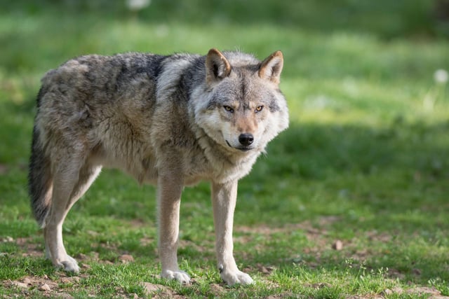 In 2021 puzzled police officers received more than 270 reports of a wolf on the A89, near Bathgate. The grey wolf used to be resident in Scottish woodland, but has been extinct in the country for centuries, making it unlikely that one would be wandering in and out of traffic on a busy road. The mystery was solved when the animal was tracked down and found to be a domesticated white fox that had escaped from its owners.