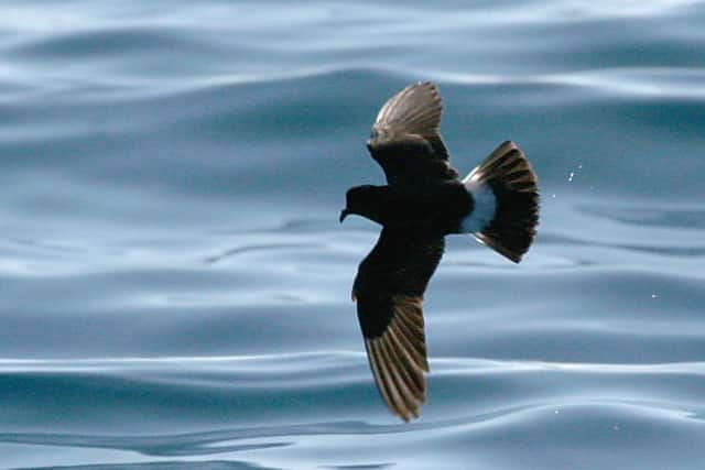 A ground-breaking tagging study has shone new light on the activities of the UK's smallest seabird, the storm petrel