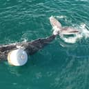 Photo issued by British Divers Marine Life Rescue (BDMLR) of a whale which has become entangled in a rope on the Isle of Skye. Photo: Anthony Rigell/PA Wire